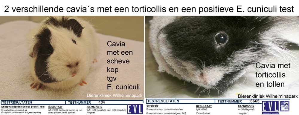 Twee cavia's met een positieve test op E. cuniculi